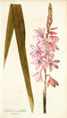 Gladioli iridifolii - Nikolaus Joseph Freiherr von Jacquin — artwork view