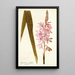 Gladioli iridifolii - Nikolaus Joseph Freiherr von Jacquin — framed artwork on a wall