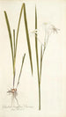 Gladioli longiflori varietas - Nikolaus Joseph Freiherr von Jacquin — artwork view