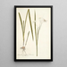 Gladioli longiflori varietas - Nikolaus Joseph Freiherr von Jacquin — framed artwork on a wall
