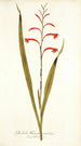 Gladioli meriani varietas - Nikolaus Joseph Freiherr von Jacquin — artwork view