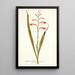 Gladioli meriani varietas - Nikolaus Joseph Freiherr von Jacquin — framed artwork on a wall