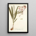 Gladioli tubati varietas - Nikolaus Joseph Freiherr von Jacquin — framed artwork on a wall
