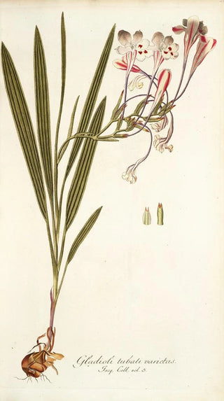 Nikolaus Joseph Freiherr von Jacquin - Gladioli tubati varietas.webp