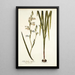 Gladiolus alatus - Nikolaus Joseph Freiherr von Jacquin — framed artwork on a wall