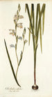 Gladiolus alatus - Nikolaus Joseph Freiherr von Jacquin — artwork view