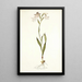 Gladiolus albidus - Nikolaus Joseph Freiherr von Jacquin — framed artwork on a wall