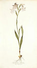 Gladiolus albidus - Nikolaus Joseph Freiherr von Jacquin — artwork view