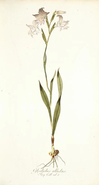 Nikolaus Joseph Freiherr von Jacquin - Gladiolus albidus.webp