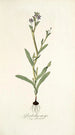 Gladiolus anceps - Nikolaus Joseph Freiherr von Jacquin — artwork view