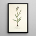 Gladiolus anceps - Nikolaus Joseph Freiherr von Jacquin — framed artwork on a wall