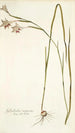 Gladiolus angustus - Nikolaus Joseph Freiherr von Jacquin — artwork view