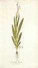 Gladiolus bicolor - Nikolaus Joseph Freiherr von Jacquin — artwork view