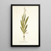 Gladiolus bicolor - Nikolaus Joseph Freiherr von Jacquin — framed artwork on a wall