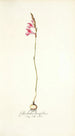 Gladiolus brevifolius - Nikolaus Joseph Freiherr von Jacquin — artwork view