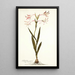 Gladiolus carneus - Nikolaus Joseph Freiherr von Jacquin — framed artwork on a wall