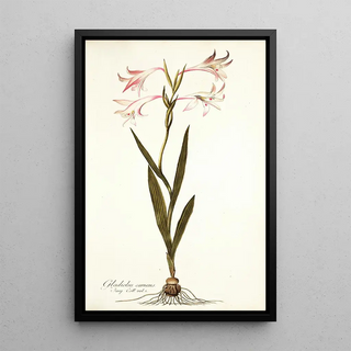Nikolaus Joseph Freiherr von Jacquin - Gladiolus carneus.webp