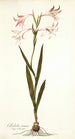 Gladiolus carneus - Nikolaus Joseph Freiherr von Jacquin — artwork view