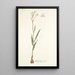 Gladiolus crispus - Nikolaus Joseph Freiherr von Jacquin — framed artwork on a wall