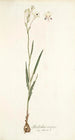 Gladiolus crispus - Nikolaus Joseph Freiherr von Jacquin — artwork view