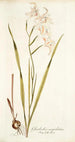 Gladiolus cuspidatus - Nikolaus Joseph Freiherr von Jacquin — artwork view