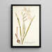 Gladiolus cuspidatus - Nikolaus Joseph Freiherr von Jacquin — framed artwork on a wall