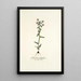 Gladiolus fissifolius - Nikolaus Joseph Freiherr von Jacquin — framed artwork on a wall