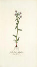 Gladiolus fissifolius - Nikolaus Joseph Freiherr von Jacquin — artwork view