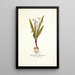Gladiolus floribundus - Nikolaus Joseph Freiherr von Jacquin — framed artwork on a wall