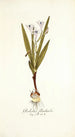 Gladiolus floribundus - Nikolaus Joseph Freiherr von Jacquin — artwork view