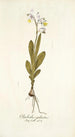Gladiolus galeatus - Nikolaus Joseph Freiherr von Jacquin — artwork view