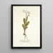 Gladiolus galeatus - Nikolaus Joseph Freiherr von Jacquin — framed artwork on a wall