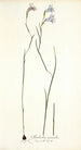 Gladiolus gracilis - Nikolaus Joseph Freiherr von Jacquin — artwork view