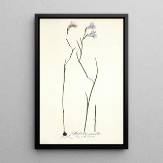 Nikolaus Joseph Freiherr von Jacquin - Gladiolus gracilis.webp