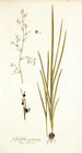 Gladiolus gramineus - Nikolaus Joseph Freiherr von Jacquin — artwork view