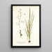 Gladiolus gramineus - Nikolaus Joseph Freiherr von Jacquin — framed artwork on a wall