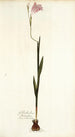 Gladiolus hirsutus - Nikolaus Joseph Freiherr von Jacquin — artwork view