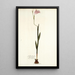Gladiolus hirsutus - Nikolaus Joseph Freiherr von Jacquin — framed artwork on a wall