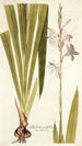 Gladiolus iridifolius - Nikolaus Joseph Freiherr von Jacquin — artwork view