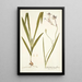 Gladiolus longiflorus - Nikolaus Joseph Freiherr von Jacquin — framed artwork on a wall