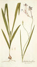 Gladiolus longiflorus - Nikolaus Joseph Freiherr von Jacquin — artwork view