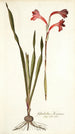 Gladiolus merianus - Nikolaus Joseph Freiherr von Jacquin — artwork view