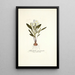 Gladiolus mucronatus - Nikolaus Joseph Freiherr von Jacquin — framed artwork on a wall