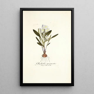 Nikolaus Joseph Freiherr von Jacquin - Gladiolus mucronatus.webp