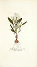 Gladiolus mucronatus - Nikolaus Joseph Freiherr von Jacquin — artwork view