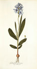 Gladiolus plicatus - Nikolaus Joseph Freiherr von Jacquin — artwork view