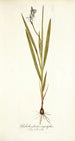 Gladiolus plicatus angustifolius - Nikolaus Joseph Freiherr von Jacquin — artwork view