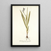 Gladiolus plicatus angustifolius - Nikolaus Joseph Freiherr von Jacquin — framed artwork on a wall
