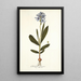 Gladiolus plicatus - Nikolaus Joseph Freiherr von Jacquin — framed artwork on a wall