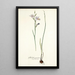 Gladiolus punctatus - Nikolaus Joseph Freiherr von Jacquin — framed artwork on a wall